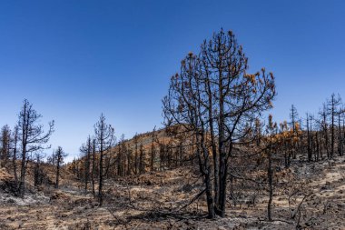 İspanya 'da Teide Ulusal Parkı, Tenerife' de yanan ağaçlar, orman yangınları