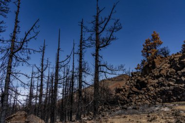 İspanya 'da Teide Ulusal Parkı, Tenerife' de yanan ağaçlar, orman yangınları