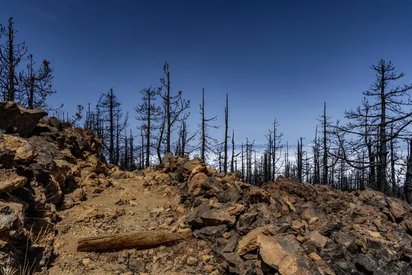 Spanya Teide Ulusal Parkı Tenerife Yanan Ağaçlar Orman Yangınları — Stok fotoğraf
