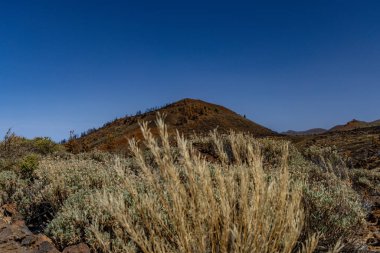 İspanya 'da Teide Ulusal Parkı, Tenerife' de yanan ağaçlar, orman yangınları
