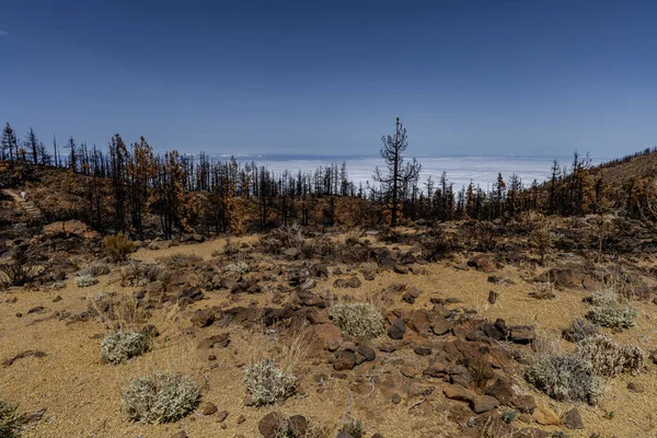 西班牙的Teide国家公园 烧毁的树木 Tenerife的森林大火 — 图库照片