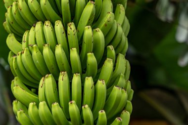 Cüce Cavendish muzları Kanarya Adaları 'ndan muz yaprakları