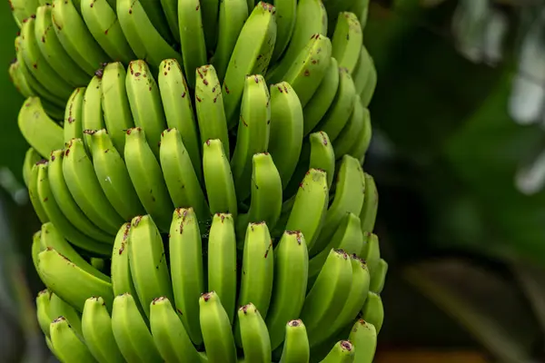 Enano Cavendish Plátanos Las Islas Canarias Hojas Plátano Flor Plátano —  Fotos de Stock