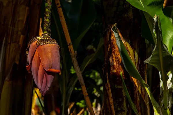 Zwerg Cavendish Bananen Von Den Kanarischen Inseln Bananenblätter Bananenblüte — Stockfoto