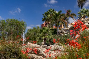 Costa Adeje Sandy, Duque Fanabe İspanya Kanarya Adaları Tenerife 'de sahile çıktı