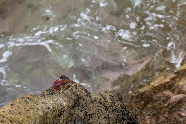 Okyanus kıyısındaki yengeçler, Kanarya Adaları 'ndaki deniz ürünleri lezzetleri İspanya