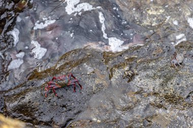 Okyanus kıyısındaki yengeçler, Kanarya Adaları 'ndaki deniz ürünleri lezzetleri İspanya