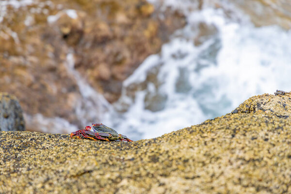 Крабы на берегу океана, морепродукты деликатесы Канарских островов Испания