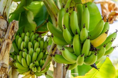 Kanarya Adaları, İspanya, Tenerif 'teki Cavendish muz çiftliği