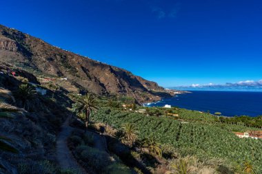 Kanarya Adaları, İspanya, Tenerife 'deki Cavendish muz çiftliği