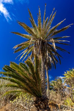 Plaj Castro Playa Castro Teneriffe İspanya