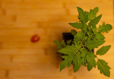 Domates otobüsünde yeşil yapraklı tek domates fidanı.