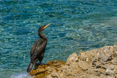 Hırvatistan 'da Adriyatik Denizi kıyısında büyük siyah karabatak kuşu