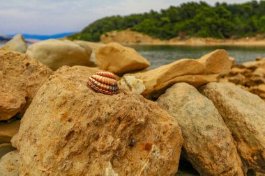 Shell on stone sandy beaches on the island of Rab in Croatia Town Lopar clipart