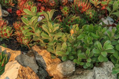 Bahçede taşa kazınmış tarih öncesi hayvanların ammonitleri ve fosilleri.