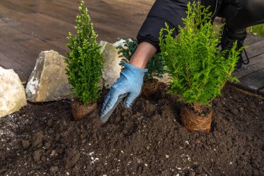 Kozalaklı çalılar dikmek, bahçeye kaya döşemek, baharda bahçeyi düzenlemek, grupta bitki yetiştirmek.