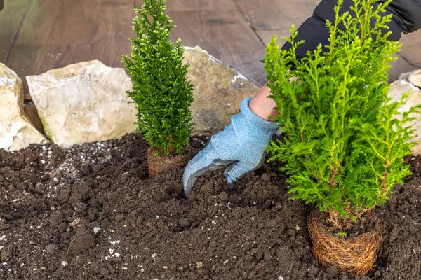Planting coniferous shrubs, building a rockery in the garden, tidying up the garden in spring, planting plants in the groun