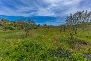 Adriyatik Denizi 'nde dinlenme, Mayıs haftasonu Hırvatistan' da, İstriya Yarımadası 'nda Rovinj' i ziyaret etme