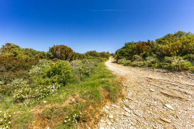Istria Kamenjak Yarımadası. Güzel plajlar. Vahşi doğanın içine atlamak için yüksek uçurumlar.