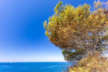 Istria Kamenjak Yarımadası. Güzel plajlar. Vahşi doğanın içine atlamak için yüksek uçurumlar.