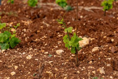 Hırvatistan Istria 'da üzüm fidanlığında çalışan genç üzüm fidanları 