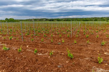 Hırvatistan Istria 'da üzüm fidanlığında çalışan genç üzüm fidanları 