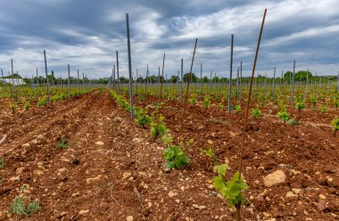 Hırvatistan Istria 'da üzüm fidanlığında çalışan genç üzüm fidanları 