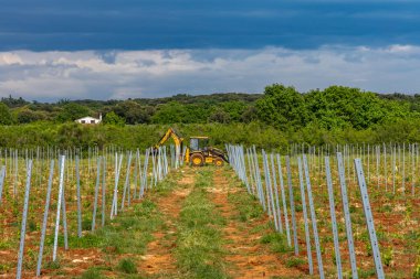 Hırvatistan Istria 'da üzüm fidanlığında çalışan genç üzüm fidanları 