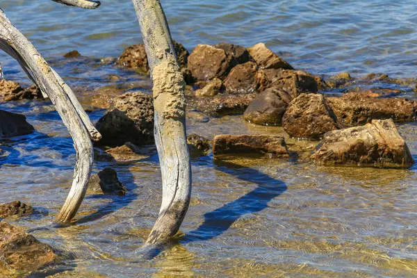 stock image Dry huge tree roots on a sandy beach on the island of Rab Croatia