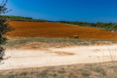 Sıcak yaz, çiftçilerde kuru kırmızı toprak Hırvatistan 'da doğal afet Istria Pula Kamenja