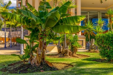 Cüce Cavendish muzları Kanarya Adaları 'ndan muz yaprakları