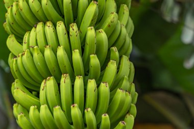 Cüce Cavendish muzları Kanarya Adaları 'ndan muz yaprakları