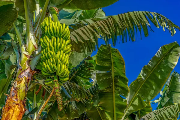 stock image Dwarf Cavendish bananas from the Canary Islands banana leaves banana flower