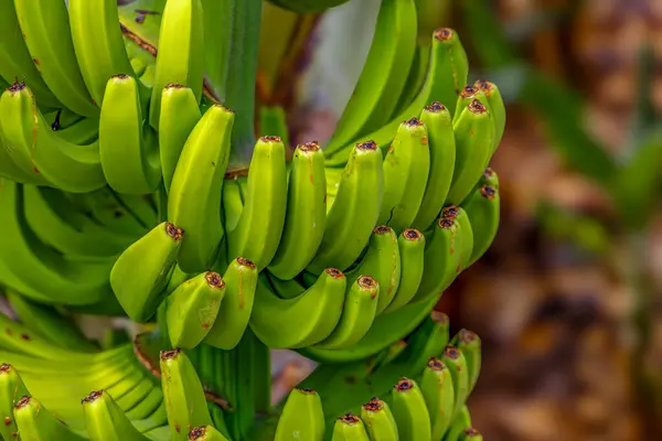 stock image Dwarf Cavendish bananas from the Canary Islands banana leaves banana flower