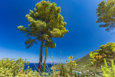 Hırvatistan 'ın Trpanj kentinde Peljesac Peninsul' da eski selvi ağaçları ve çam ağaçları
