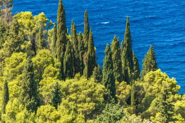 Hırvatistan 'ın Trpanj kentinde Peljesac Peninsul' da eski selvi ağaçları ve çam ağaçları