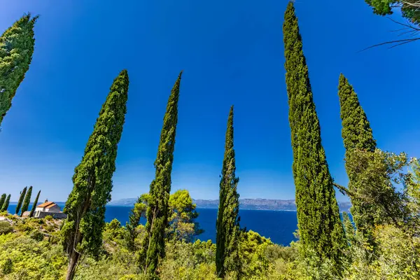 Hırvatistan 'ın Trpanj kentinde Peljesac Peninsul' da eski selvi ağaçları ve çam ağaçları