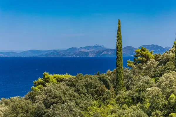 Hırvatistan 'ın Trpanj kentinde Peljesac Peninsul' da eski selvi ağaçları ve çam ağaçları