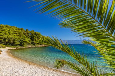 Peljesac Yarımadası 'nda Adriyatik Denizi' nde palmiye ağaçları olan vahşi kayalık plaj Luka Plajı Croati