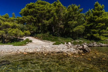 Peljesac Yarımadası 'nda Adriyatik Denizi' nde palmiye ağaçları olan vahşi kayalık plaj Luka Plajı Croati