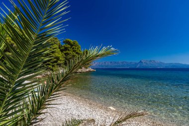 Peljesac Yarımadası 'nda Adriyatik Denizi' nde palmiye ağaçları olan vahşi kayalık plaj Luka Plajı Croati