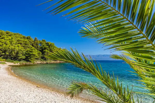 Peljesac Yarımadası 'nda Adriyatik Denizi' nde palmiye ağaçları olan vahşi kayalık plaj Luka Plajı Croati