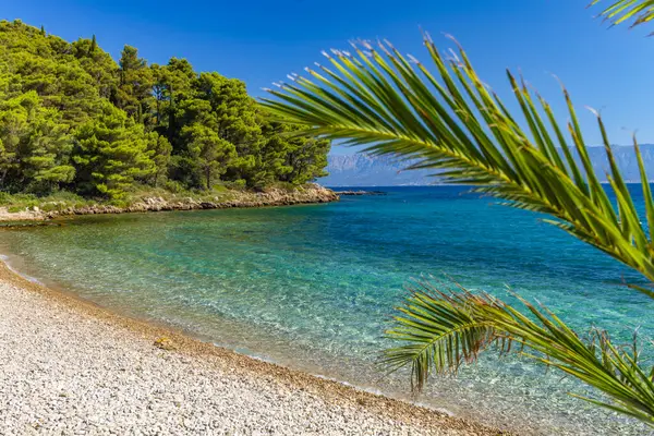 Peljesac Yarımadası 'nda Adriyatik Denizi' nde palmiye ağaçları olan vahşi kayalık plaj Luka Plajı Croati
