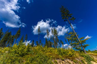 Beskids 'taki bisiklet yolları, dağ manzarası, yüksek ağaçlar, dik dağ tırmanışları.