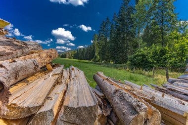 Old trees cut in the forest in the mountains stacked, preparing fuel for winter, heating the house with wood clipart