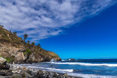 Siyah volkanik kumu, yamacında yeşil palmiye ağaçları, Atlantik Okyanusu, Castro Playa Castro Teneriffe İspanya