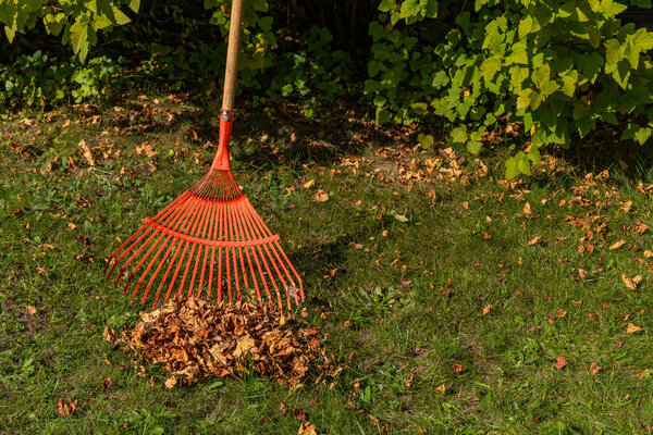 Уборка сада, уборка сухих коричневых листьев осенью и весной, красные грабли для рейкинга на участке