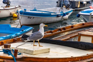 Bir teknede dinlenen beyaz bir deniz feneri, yiyecek için avlanan bir martı.