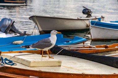 Bir teknede dinlenen beyaz bir deniz feneri, yiyecek için avlanan bir martı.