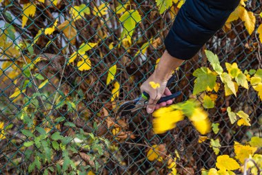 Kıştan önce çalıların ve ağaçların bakımı, bahçedeki makaslarla dalları budamak.